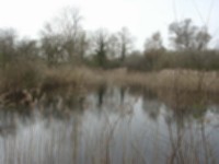 Wicken Fen.jpg
132.88 KB
1024 x 768
4/26/02